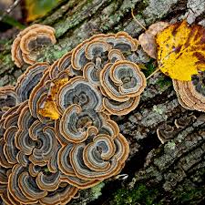 Attēlu rezultāti vaicājumam “Badhamia utricularis stalked”