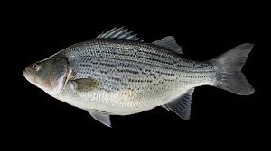 Image result for Morone saxatilis