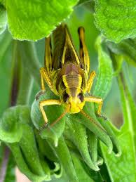 Attēlu rezultāti vaicājumam “Orthoptera”