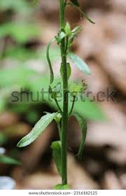 Attēlu rezultāti vaicājumam “Veronica serpyllifolia bud”