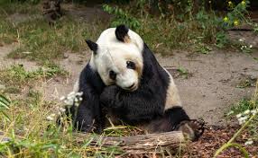 Résultat de recherche d'images pour "pandas"