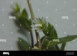 Attēlu rezultāti vaicājumam “Cerastium holosteoides fruit”