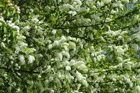 Attēlu rezultāti vaicājumam “Prunus (bird-cherry tree)”