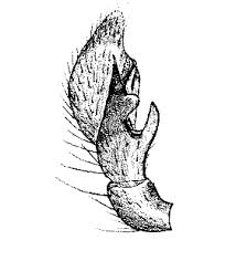 Attēlu rezultāti vaicājumam “Diaea dorsata male”