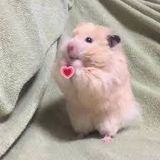 Image result for хомек