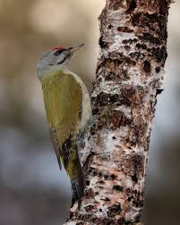 Attēlu rezultāti vaicājumam “Picus canus female”