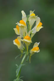 Attēlu rezultāti vaicājumam “Linaria vulgaris flower”