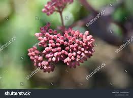 Attēlu rezultāti vaicājumam “Hylotelephium telephium bud”