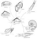 molluscan pronunciation