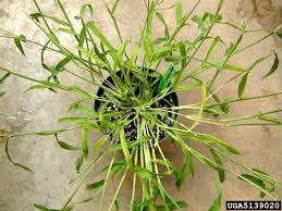 Attēlu rezultāti vaicājumam “Digitaria ischaemum leaf”