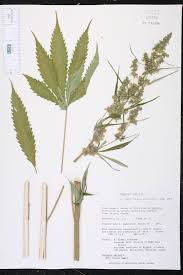 Attēlu rezultāti vaicājumam “Cannabis sativa”