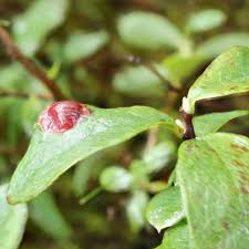 Attēlu rezultāti vaicājumam “Exobasidiales”