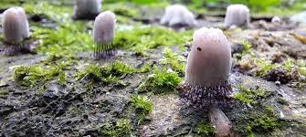 Attēlu rezultāti vaicājumam “Stemonitis flavogenita”