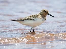 Attēlu rezultāti vaicājumam “Calidris alba”
