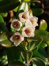 Attēlu rezultāti vaicājumam “Vaccinium vitis-idaea bud”
