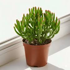 Image result for Crassula hobbit