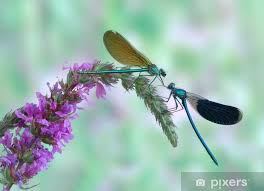 Attēlu rezultāti vaicājumam “Calopteryx splendens”