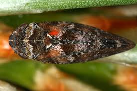 Attēlu rezultāti vaicājumam “Aphrophoridae imago”