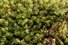 Attēlu rezultāti vaicājumam “Bryum moravicum”