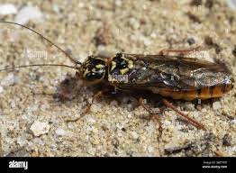 Attēlu rezultāti vaicājumam “Acantholyda posticalis”