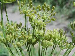 Attēlu rezultāti vaicājumam “Heracleum sphondylium subsp. sibiricum”