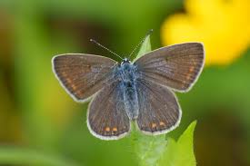 Attēlu rezultāti vaicājumam “Polyommatus icarus male”
