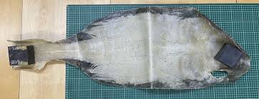 Image result for Megatrygon microps