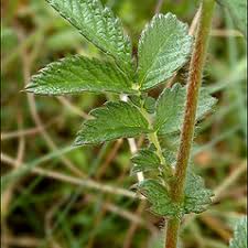 Attēlu rezultāti vaicājumam “Agrimonia eupatoria fruit”