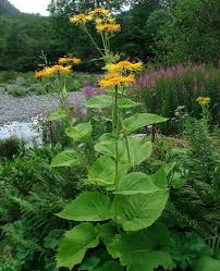 Attēlu rezultāti vaicājumam “Inula helenium leaf”