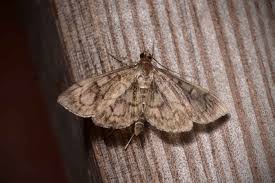 Attēlu rezultāti vaicājumam “Anania stachydalis”