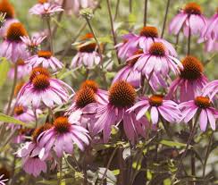 Image result for Echinacea purpurea