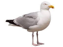 Attēlu rezultāti vaicājumam “Larus argentatus eggs”