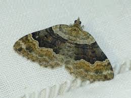 Attēlu rezultāti vaicājumam “Xanthorhoe quadrifasiata”