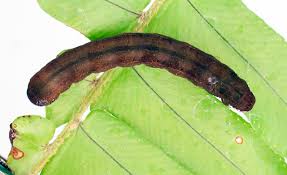 Attēlu rezultāti vaicājumam “Diarsia florida”