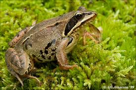 Attēlu rezultāti vaicājumam “Rana temporaria”