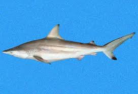 Image result for Carcharhinus brevipinna