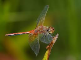 Attēlu rezultāti vaicājumam “Sympetrum flaveolum”