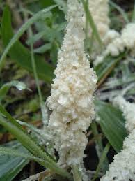 Attēlu rezultāti vaicājumam “Didymium spongiosum var. dictyospora spores”