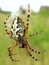 Attēlu rezultāti vaicājumam “Aculepeira ceropegia”