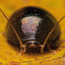 Attēlu rezultāti vaicājumam “Perichaena sp.”