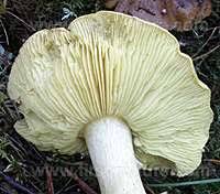 Attēlu rezultāti vaicājumam “Tricholoma flavovirens”