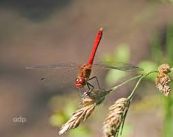 Attēlu rezultāti vaicājumam “Sympetrum sanguineum male”