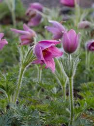 Image result for Kuhschelle