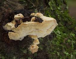 Attēlu rezultāti vaicājumam “Antrodiella serpula”