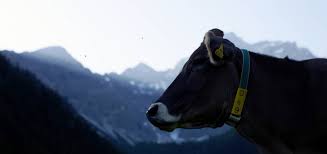 Image result for räskäse