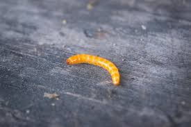 Attēlu rezultāti vaicājumam “Elateridae larva”