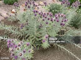 Image result for Ptilostemon afer