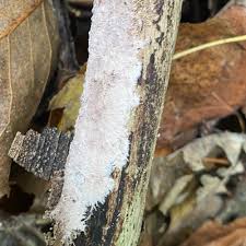 Attēlu rezultāti vaicājumam “Steccherinum fimbriatum”