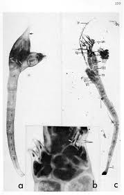 Attēlu rezultāti vaicājumam “Colloderma oculatum sessile”