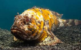 Image result for Scorpaena porcus